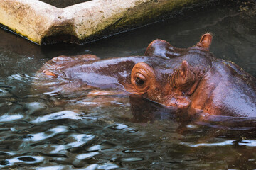 Fototapeta premium Close-Up of Hippopotamus Partially Submerged in Water