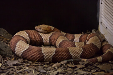 Agkistrodon snake on a zoo