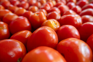 The surface of the tomato fruit is smooth and fresh. The fruit is picked directly from the tree