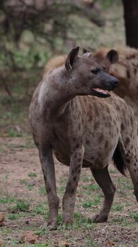 Vertical video - Spooted hyena calling.
