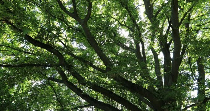 Komorebi - La lumi&egrave;re du soleil &agrave; travers les arbres