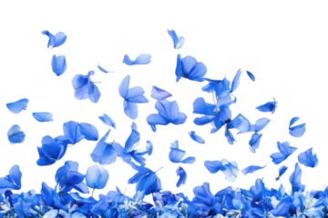 delicate blue spring flower petals falling and floating gracefully isolated on transparent or white background