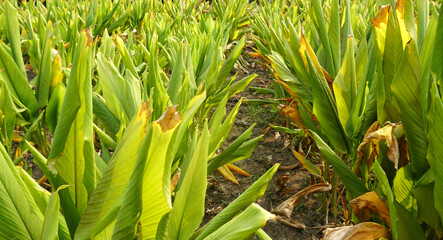 Obraz premium Turmeric plant field in India. Agriculture background of healthy and growing crop. 
