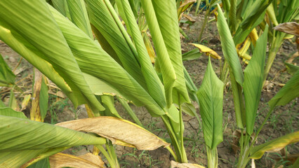 Obraz premium Turmeric plant field in India. Agriculture background of healthy and growing crop. 