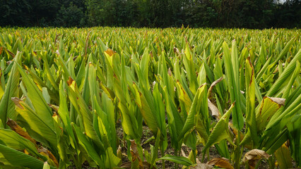 Turmeric plant field in India. Agriculture background of healthy and growing crop. 