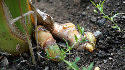 Turmeric plant field in India. Agriculture background of healthy and growing crop. 
