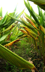 Obraz premium Turmeric plant field in India. Agriculture background of healthy and growing crop. 
