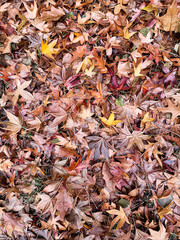 Autumn Leaves Close-Up: Nature's Vibrant Palette