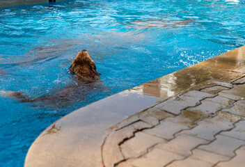 Doggy Paddle © gamerxtc