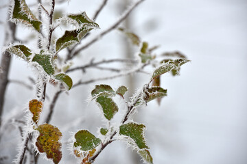 leaf on a branch in frost needles. Morning frost. Rime. Late fall, first frost, on a tree branch. winter background. leaves are covered with white frost. low temperature. beauty of nature. season
