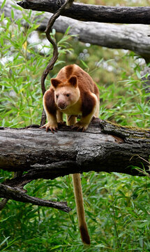 A goodfellow tree kangaroo looking  at camera