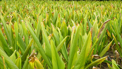 Turmeric plant field in India. Agriculture background of healthy and growing crop. 