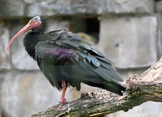 A northern bald ibis
