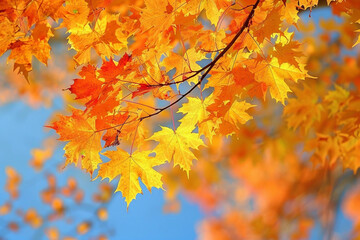 The Majestic Maple A Deciduous Tree Known for Brilliant Fall Foliage
