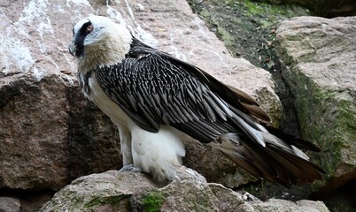 A Bearded Vulture, rare mountain bird