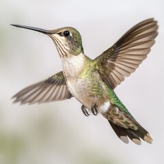 Fototapeta premium A Juvenile Ruby Throated Hummingbird in Flight