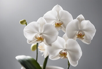Obraz premium White orchids flowers in pots isolated on transparent white background