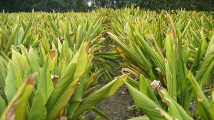 Turmeric plant field in India. Agriculture background of healthy and growing crop. 