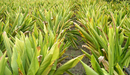Turmeric plant field in India. Agriculture background of healthy and growing crop. 