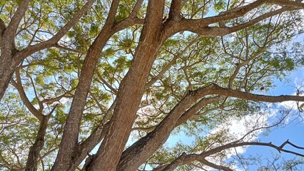 tree in the forest
