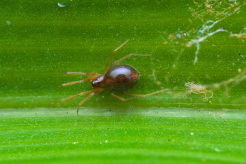 Brown spider on the leaf