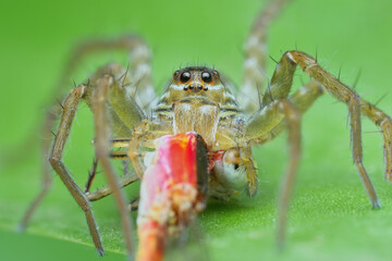 Wolf spider eat red damselfly on the leaf
