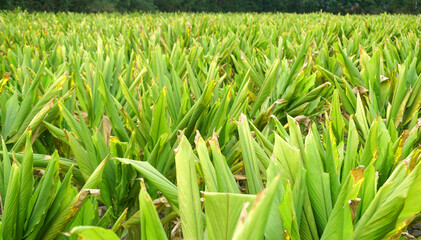 Turmeric plant field in India. Agriculture background of healthy and growing crop. 