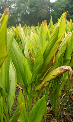 Obraz premium Turmeric plant field in India. Agriculture background of healthy and growing crop. 