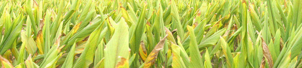 Turmeric plant field in India. Agriculture background of healthy and growing crop. 