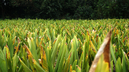 Turmeric plant field in India. Agriculture background of healthy and growing crop. 