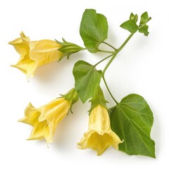 Fototapeta premium Trumpet vine isolated on white background Campsis radicans