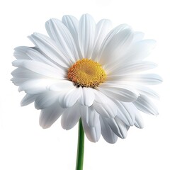 Naklejka premium White Daisy blooming in the summer sun. White Daisy blooming in the summer sun.