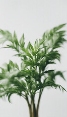 Obraz premium Green plant isolated on white background vertical