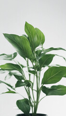 Green plant isolated on white background vertical