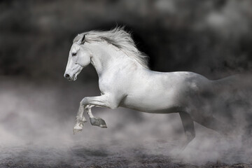 white horse running