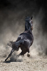 Wild horse run gallopin desert