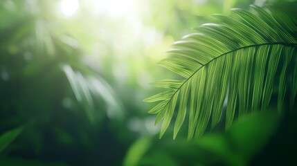 Fototapeta premium Lush Green Rattan Leaves in a Dreamy Photorealistic Background with Soft Light and Natural Ambiance