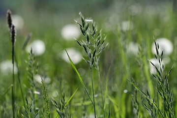 Gräser im Gegenlicht vor Pusteblumen
