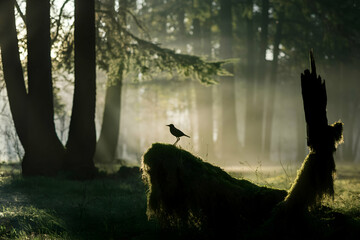 Forest at dawn with sunlight filtering through trees and bird perched on log