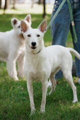 white dog is sitting on grass in park. dog is looking at camera and he is happy. other dogs in park as well, but the white dog is main focus of image. walk with owner in park. taking care of pets