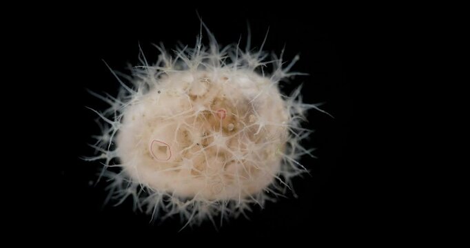 Cactus sea squirt Ascidia Boltenia echinata, families Pyuridae, subphylum Tunicata. They feed by filtering water, sucking it in one hole and removing it in another. White Sea