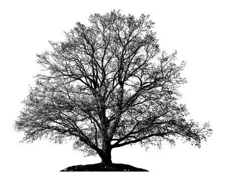 Natural silhouette of oak tree. Silhouette of natural oak tree on white background. 