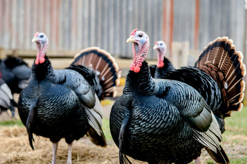 Rustic farm setting with turkeys in foreground, barn background completes the scene