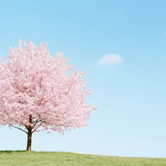 Naklejka premium Pink cherry blossom tree on grassy hill under blue sky.