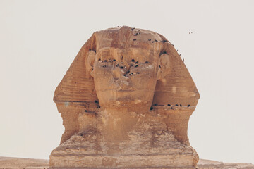 Sphinx Egypt portrait. Portrait of Great Sphinx of Egypt close. Egypt, Giza. many pigeons on the...