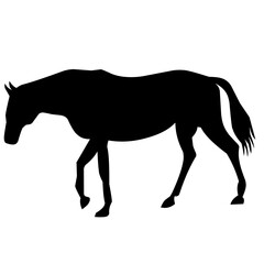 Horse Silhouette Vector, on white background, Black Shire Horse