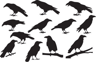 Obraz premium Crow Vector Silhouette Design