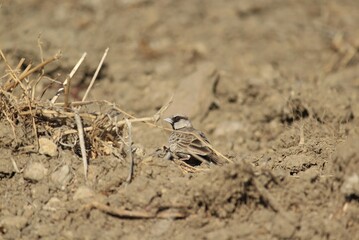 Ashy crowned sparrow lark standing on the ground. Bird background.