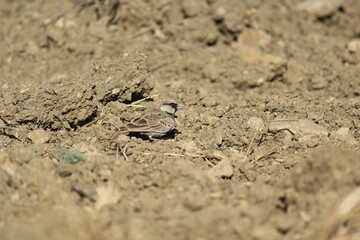 Ashy crowned sparrow lark standing on the ground. Bird background.