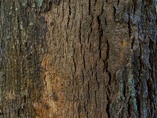 texture pattern formed by the rough bark of a tree